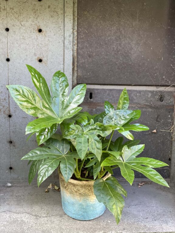 Zdjęcie rośliny Fatsia japonica, ujęcie 1