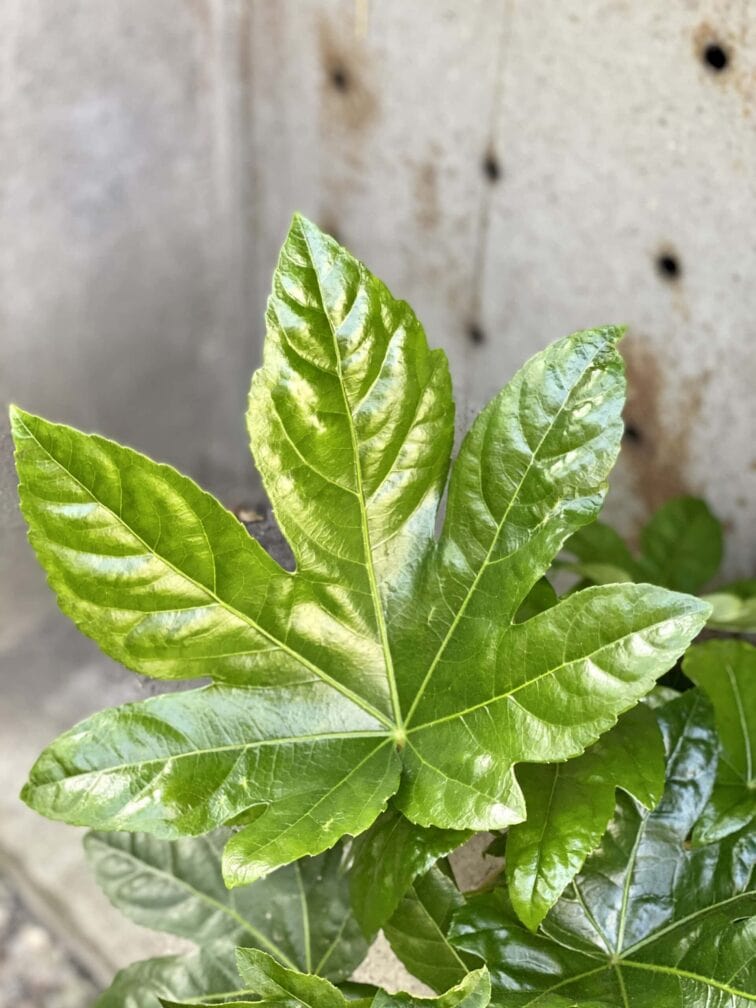 Zdjęcie rośliny Fatsia japonica, ujęcie 2