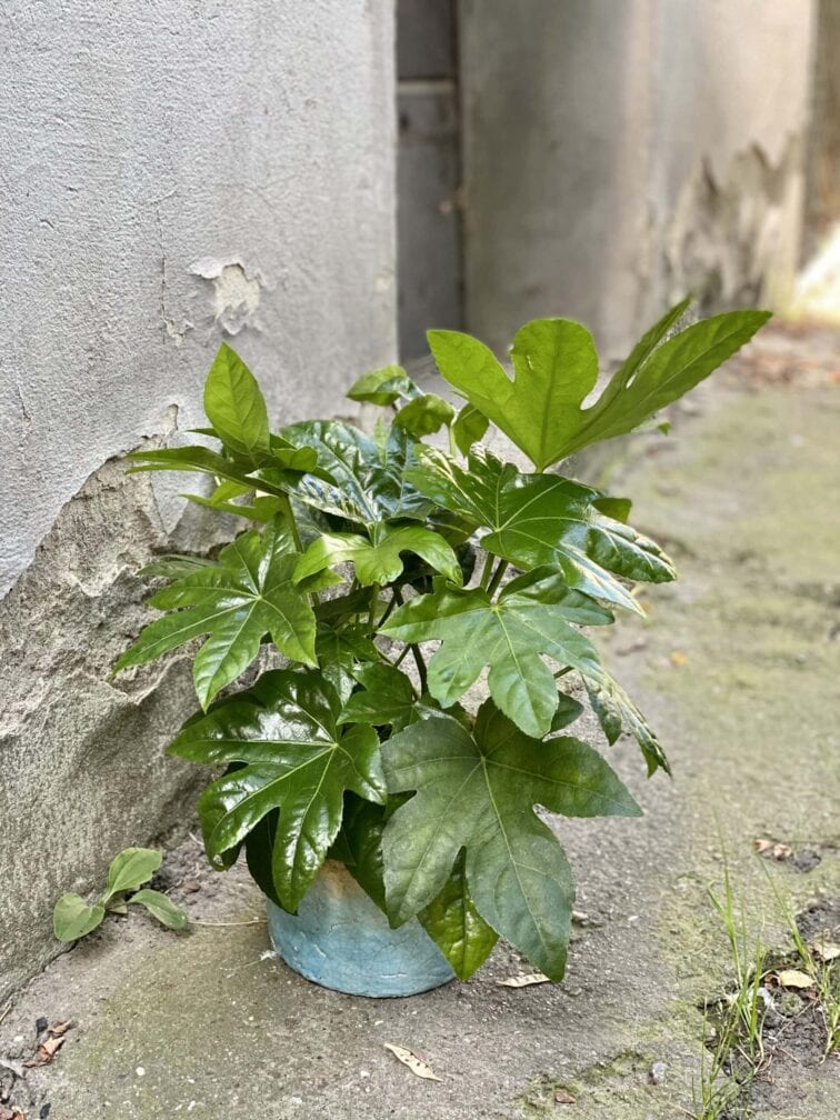 Zdjęcie rośliny Fatsia japonica, ujęcie 3