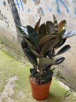 Zdjęcie rośliny Ficus elastica Abidjan, ujęcie 1