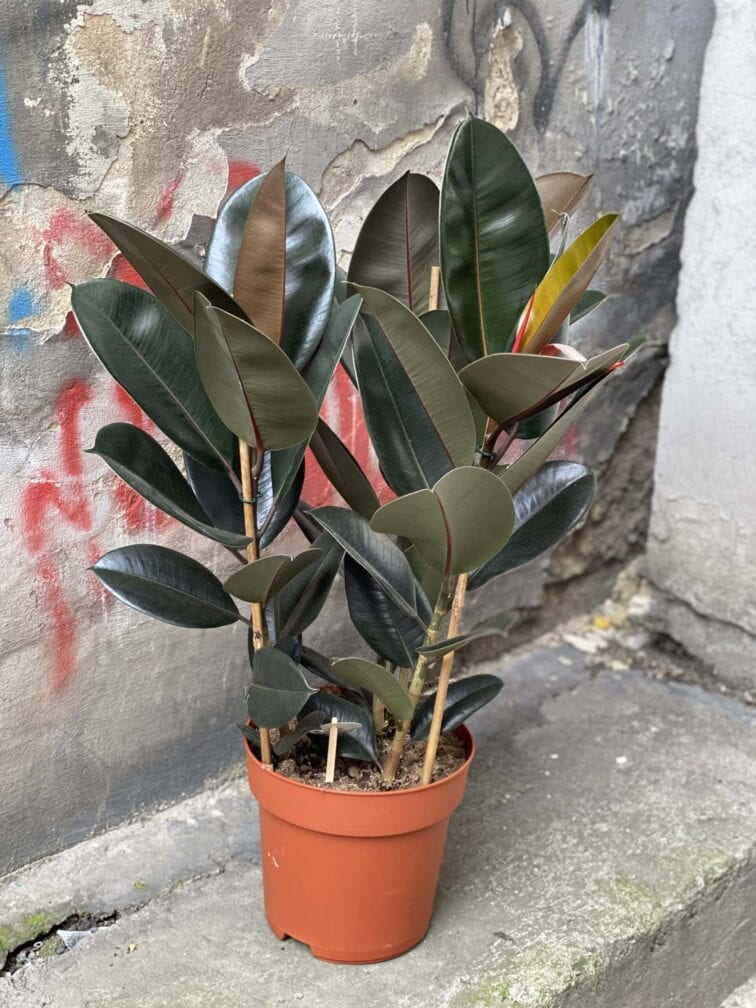 Zdjęcie rośliny Ficus elastica Abidjan, ujęcie 3