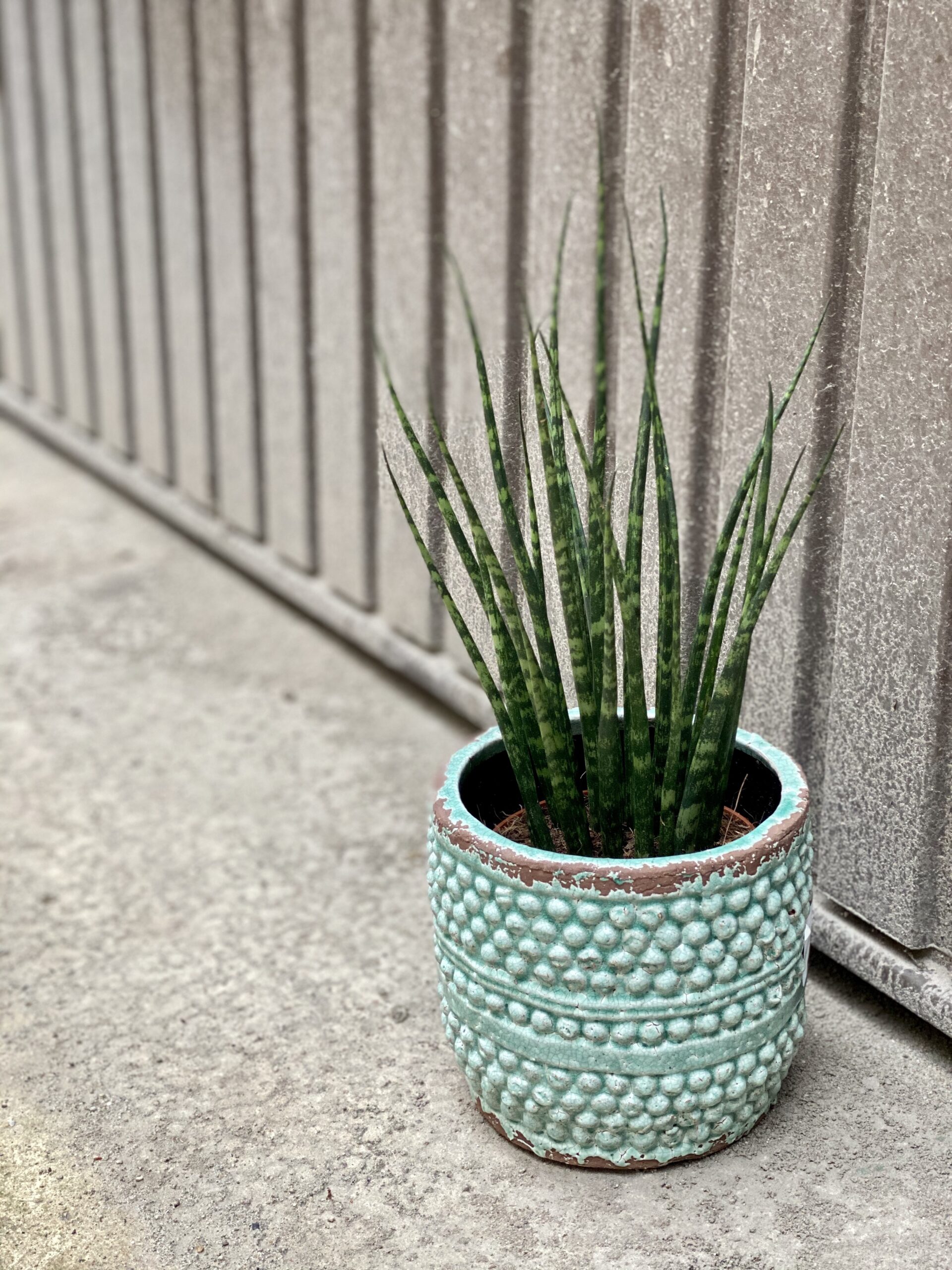 Zdjęcie rośliny Sansevieria Fernwood Mikado, ujęcie 1