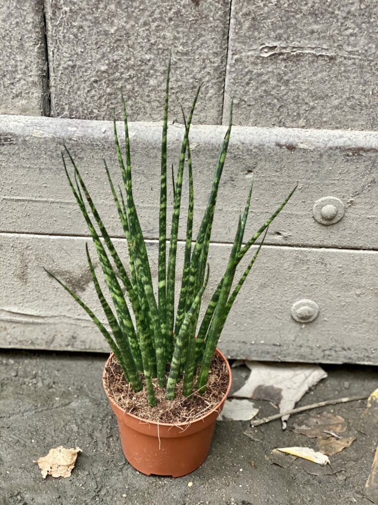 Zdjęcie rośliny Sansevieria Fernwood Mikado, ujęcie 2