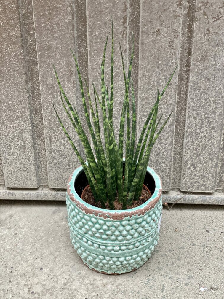 Zdjęcie rośliny Sansevieria Fernwood Mikado, ujęcie 3