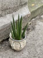 Zdjęcie rośliny Sansevieria Cylindrica, ujęcie 1