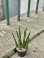 Zdjęcie rośliny Sansevieria Cylindrica, ujęcie 2