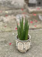 Zdjęcie rośliny Sansevieria Cylindrica, ujęcie 3