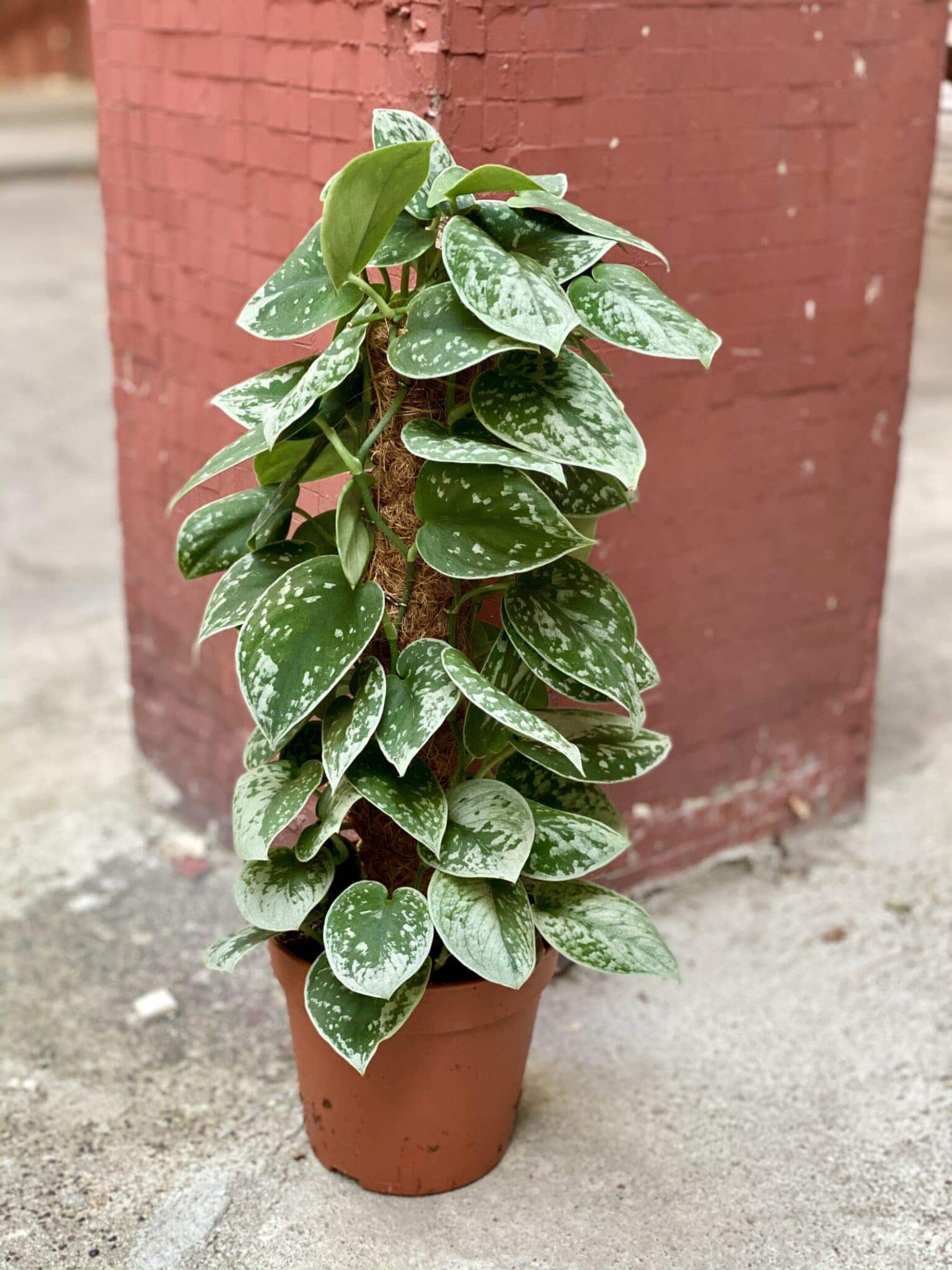 Scindapsus Silvery Ann: An Enchanting Foliage Grace