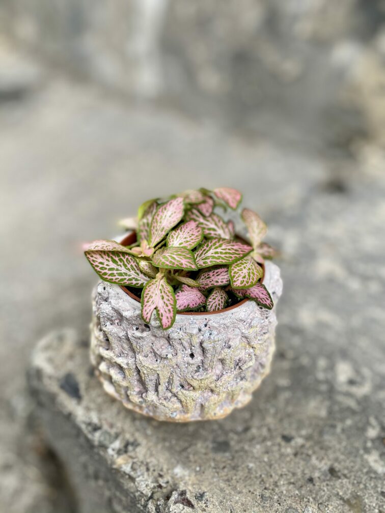 Zdjęcie rośliny Fittonia Pink Specik, ujęcie 2