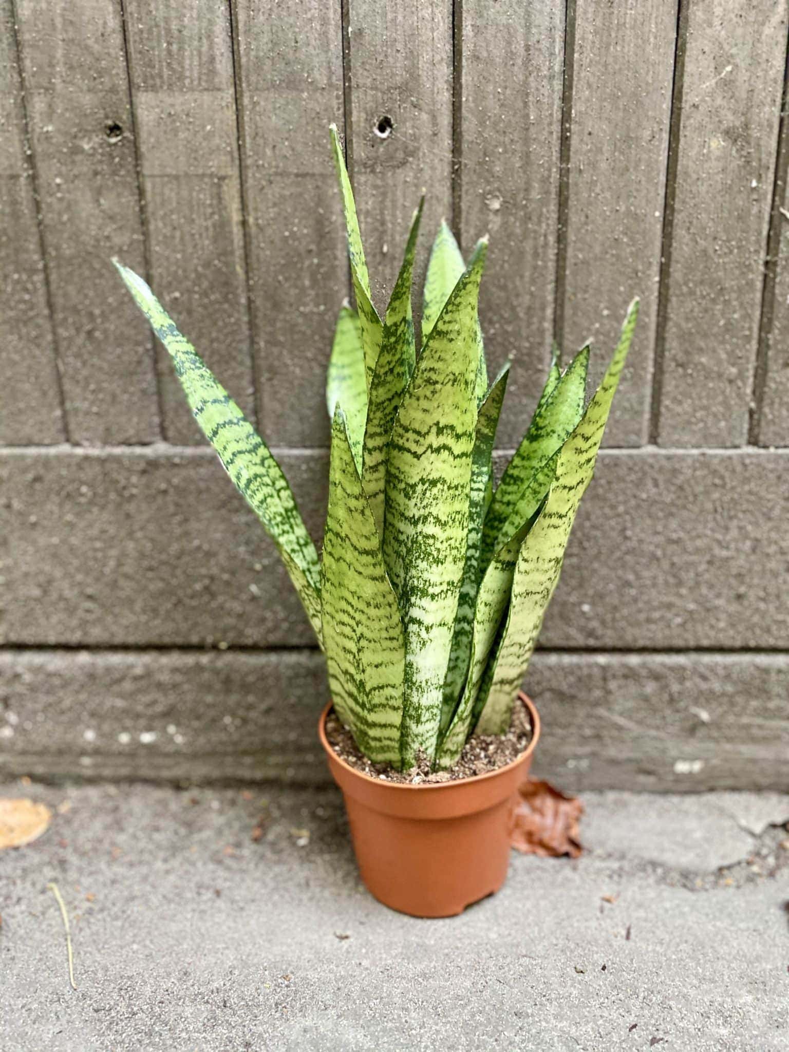 sansevieria-zeylanica-jungle-boogie