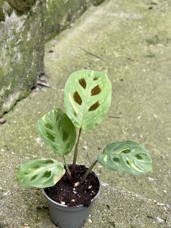 Zdjęcie rośliny Marantha Kerchoveana Variegata, ujęcie 1