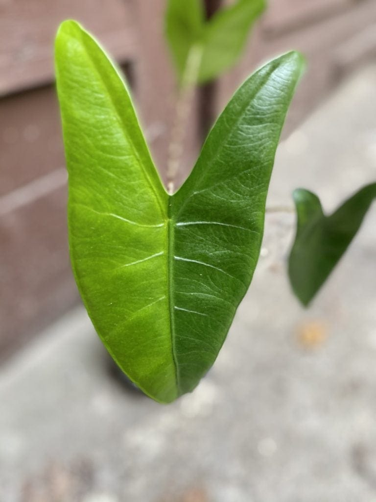 Alocasia Zebrina variegata - Jungle Boogie