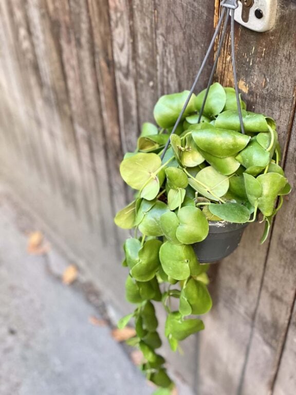 Zdjęcie rośliny Dischidia Platyphylla, ujęcie 1