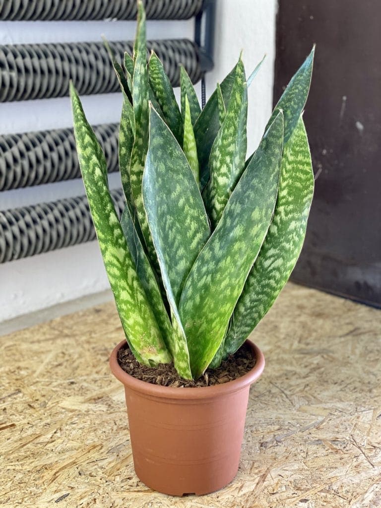 Sansevieria Jiboia Jungle Boogie 