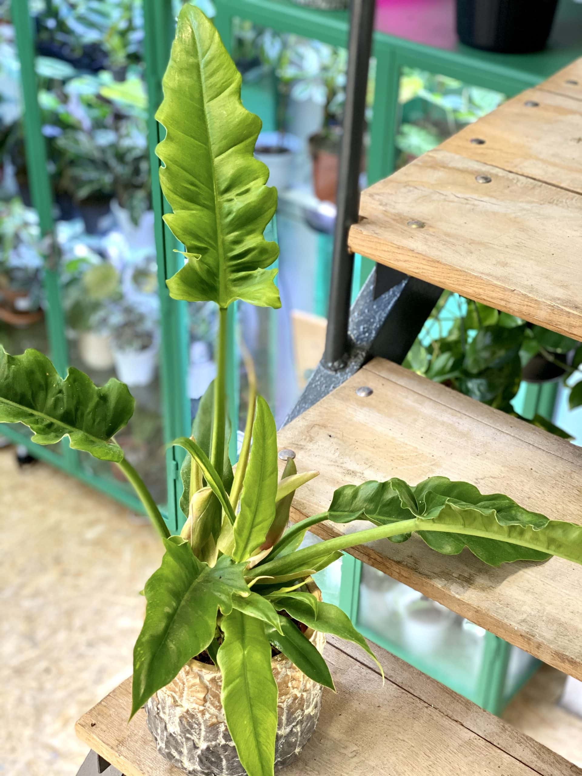 Philodendron Jungle Boogie Flower