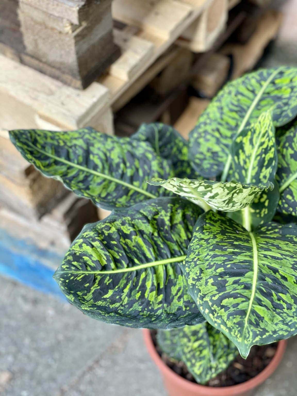 dieffenbachia reflector