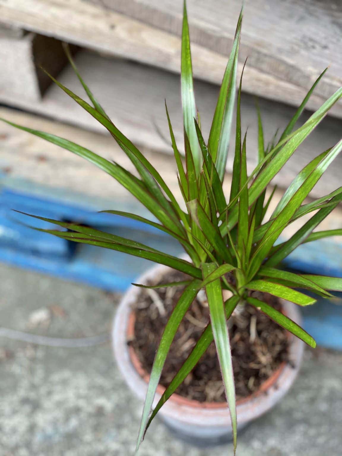 Dracaena Marginata Bicolor Dracena Jungle Boogie