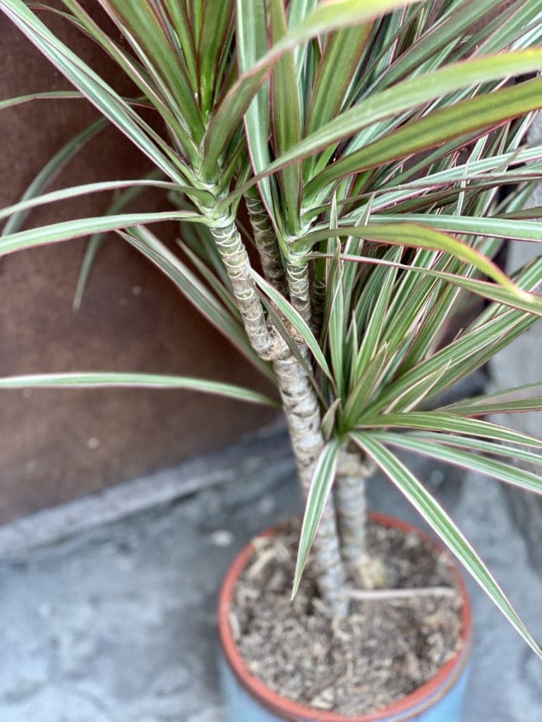 Dracaena Marginata Bicolor Dracena Jungle Boogie