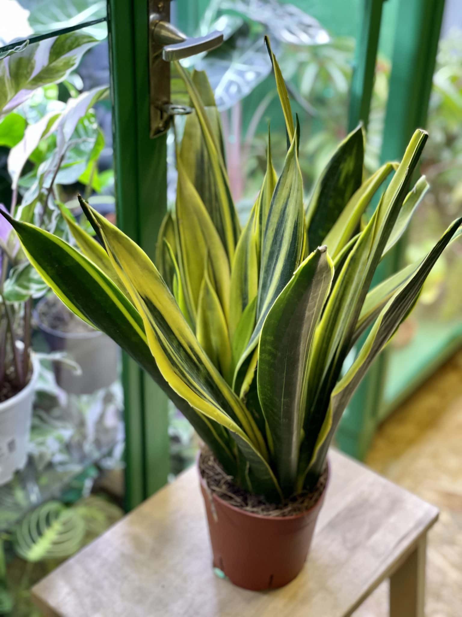 3. Black And Golden Flame: An Exotic Sansevieria