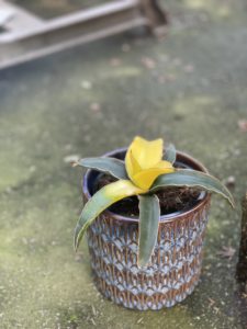 Zdjęcie rośliny Sansevieria Star Canary, ujęcie 1