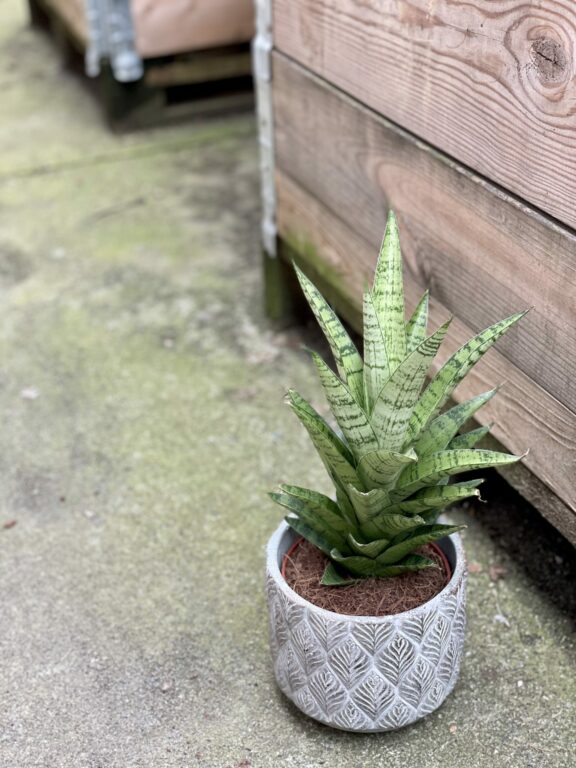 Zdjęcie rośliny Sansevieria tough lady, ujęcie 1