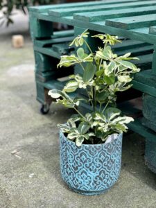 Zdjęcie rośliny Schefflera arboricola Charlotte, ujęcie 3