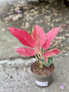 Zdjęcie rośliny Aglaonema Red Cochin, ujęcie 2