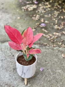 Zdjęcie rośliny Aglaonema Red Cochin, ujęcie 3