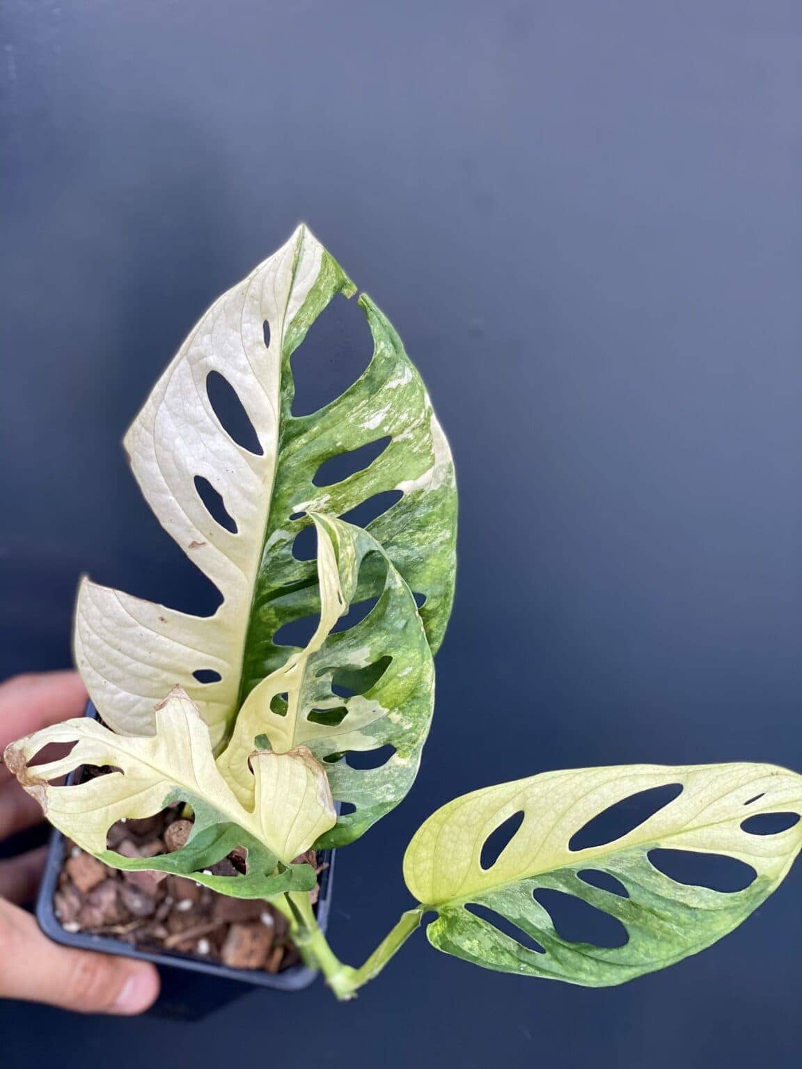 Monstera Adansonii Variegata Jungle Boogie