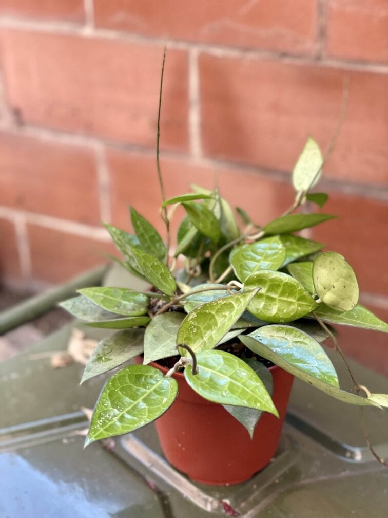 Hoya parasitica Black Margin - Jungle Boogie