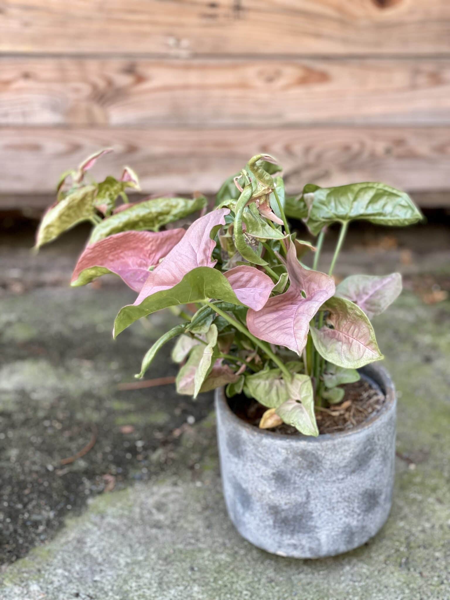 Syngonium Neon Robusta Zroślicha Jungle Boogie