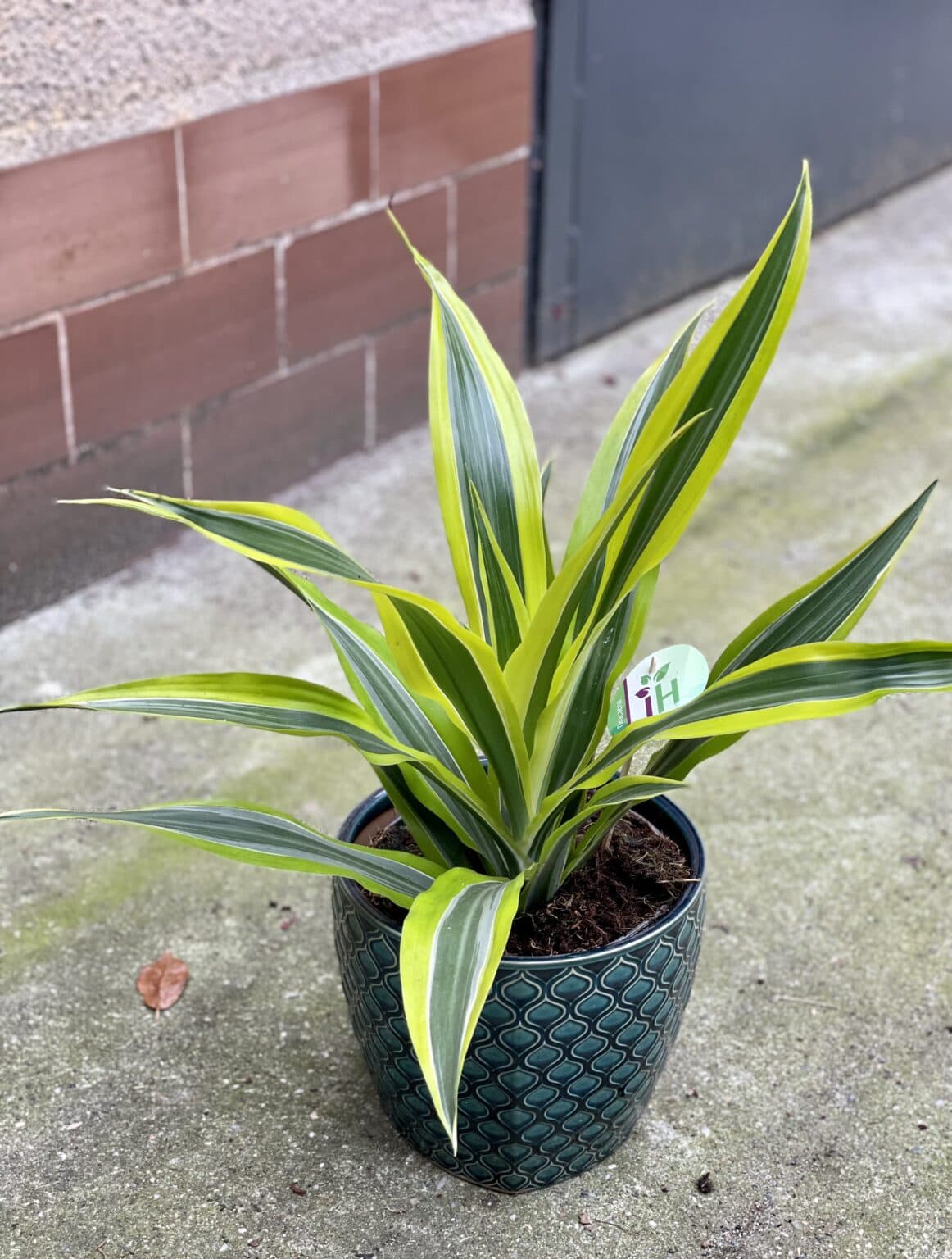 Dracaena Lemon Lime Toxic