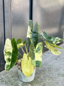 Zdjęcie rośliny Philodendron Burle Marx variegata, ujęcie 2