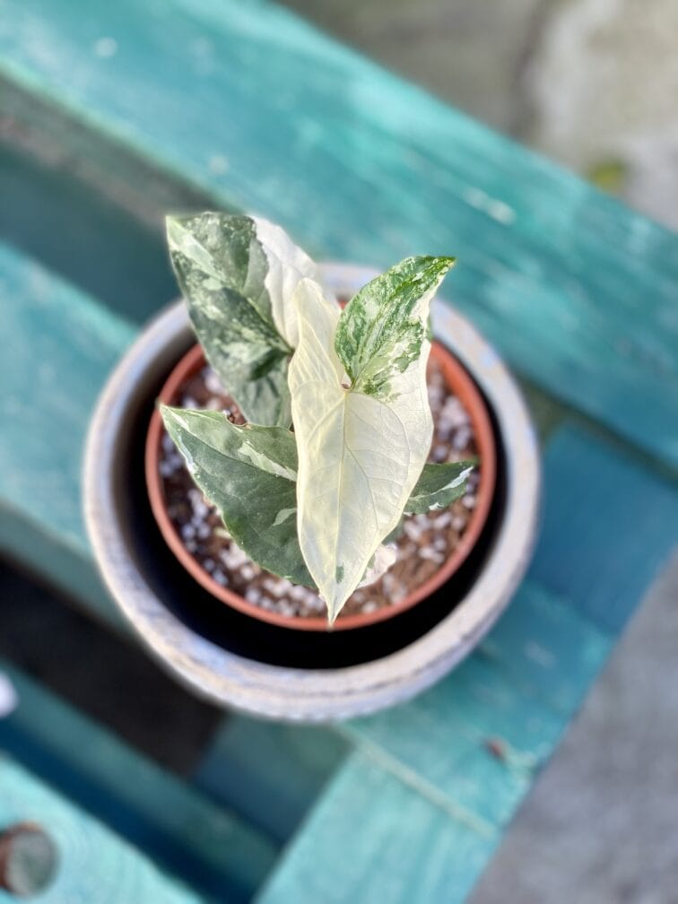 Syngonium Podophyllum Albo Variegata Jungle Boogie 8604