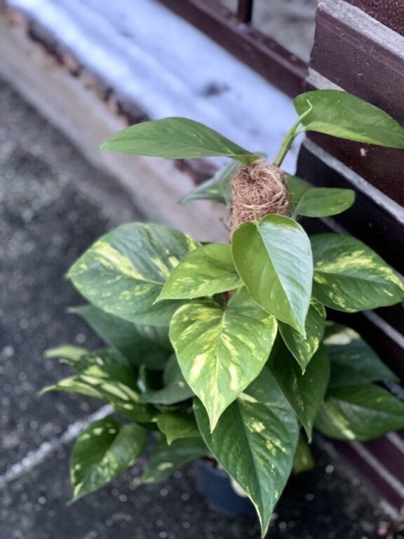 Zdjęcie rośliny Epipremnum Aureum (Epipremnum Złociste), ujęcie 1