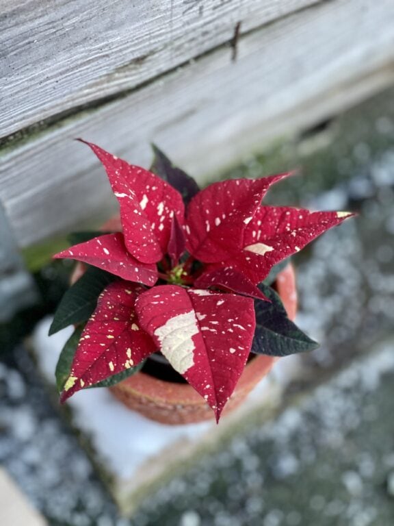 Zdjęcie rośliny Poinsettia pulcherrima Primero, ujęcie 1