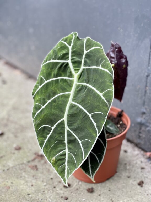 Zdjęcie rośliny Alocasia longiloba Watsoniana, ujęcie 1