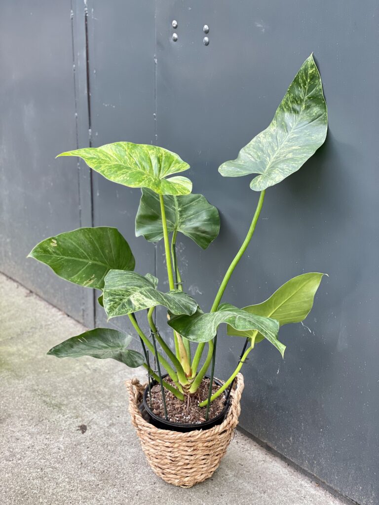 Philodendron giganteum variegata - Jungle Boogie