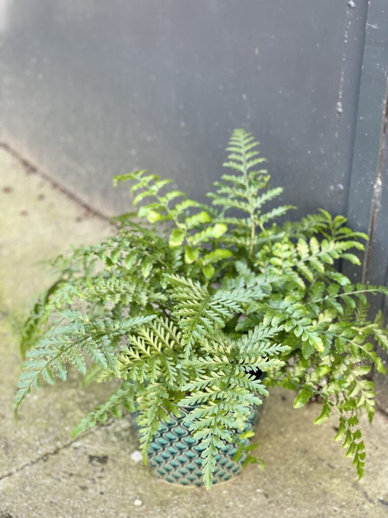 Asplenium Parvati Zanokcica Jungle Boogie