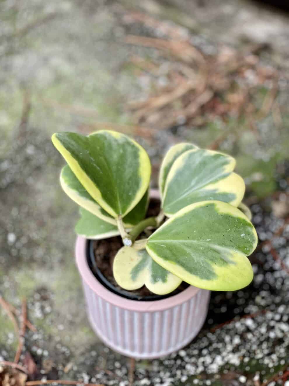 Hoya Kerrii Variegata Jungle Boogie