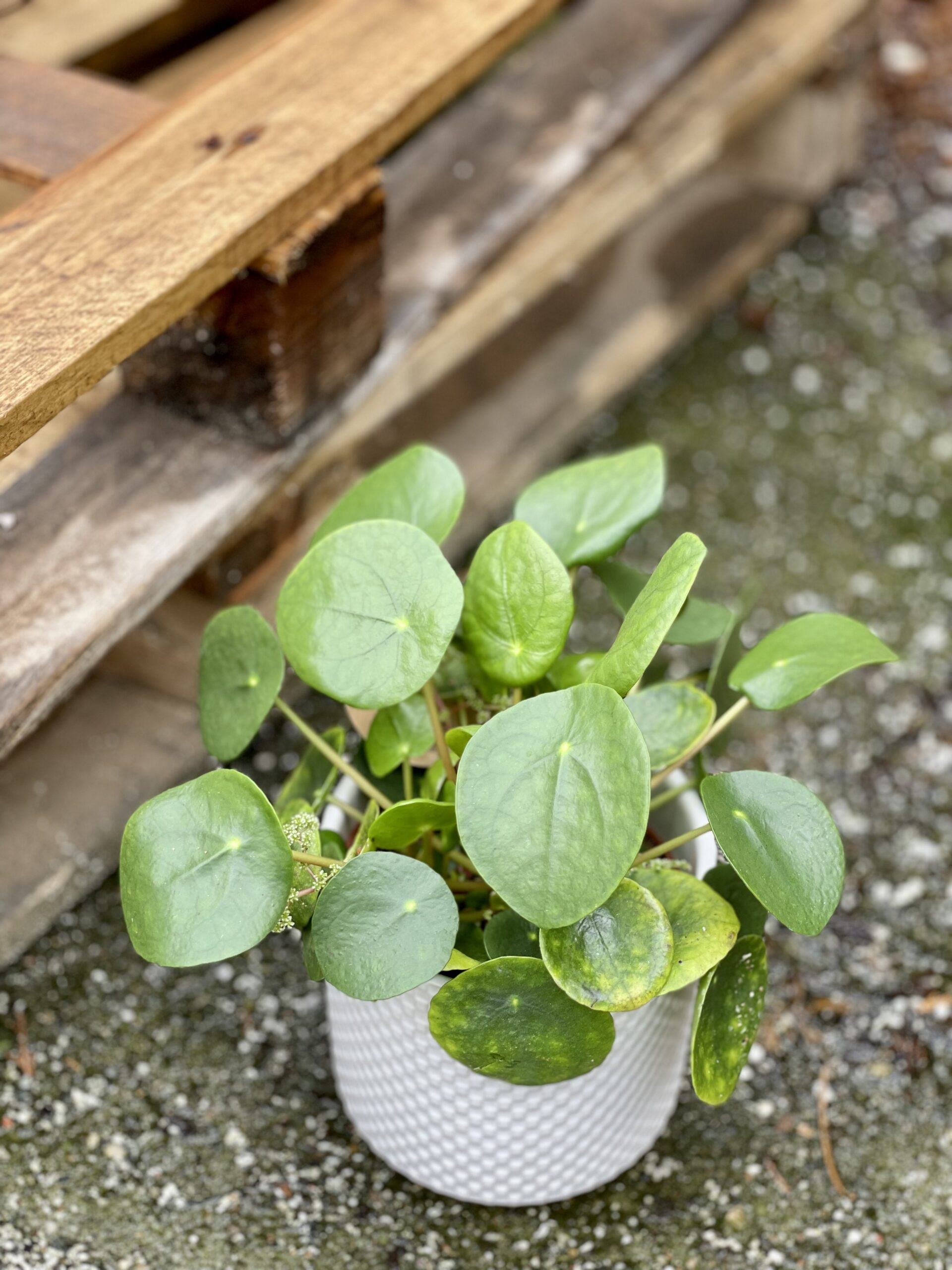 pilea-peperomioides-pieni-ek-jungle-boogie