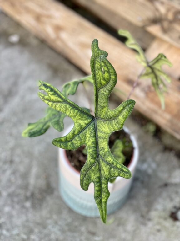 Zdjęcie rośliny Alocasia Jacklyn, ujęcie 1