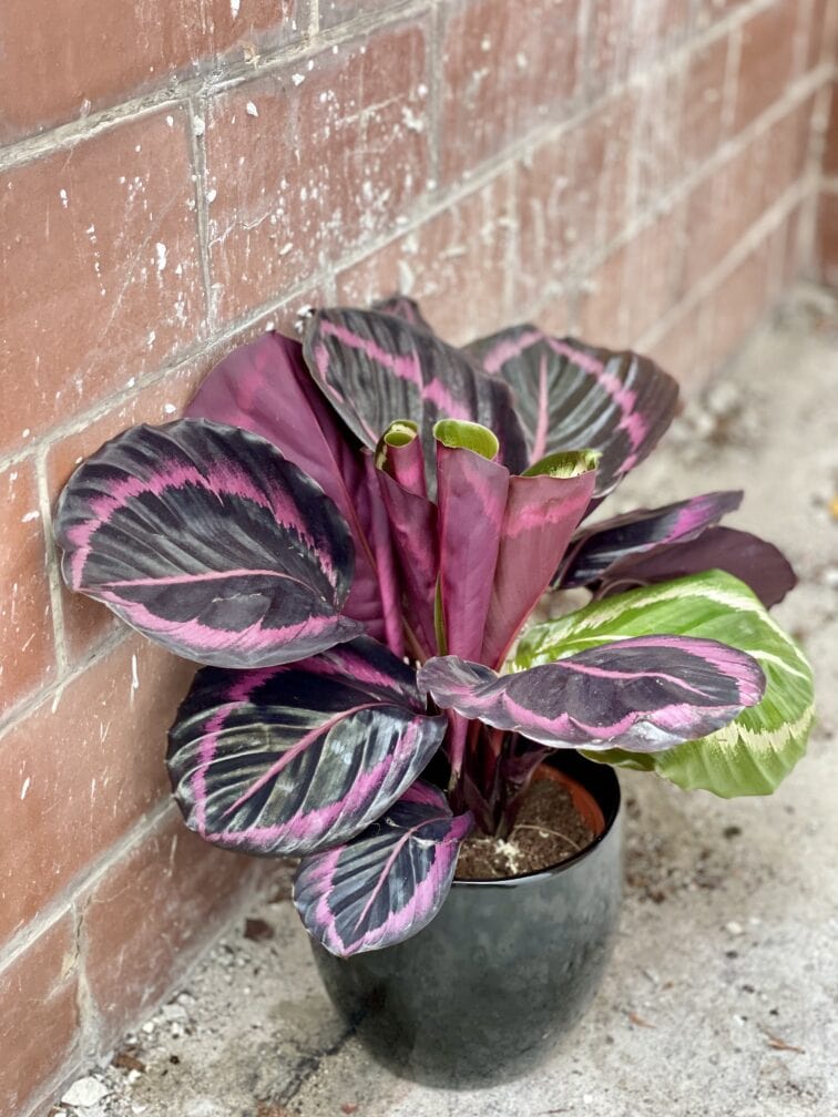 Zdjęcie rośliny Calathea Roseopicta, ujęcie 1