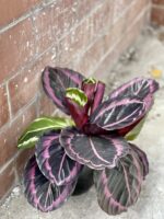 Zdjęcie rośliny Calathea Roseopicta, ujęcie 2