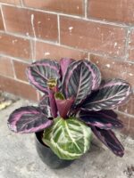 Zdjęcie rośliny Calathea Roseopicta, ujęcie 3