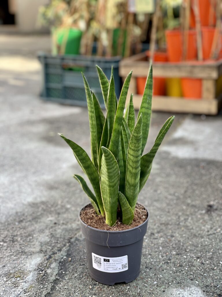 Sansevieria Javanica Jungle Boogie 