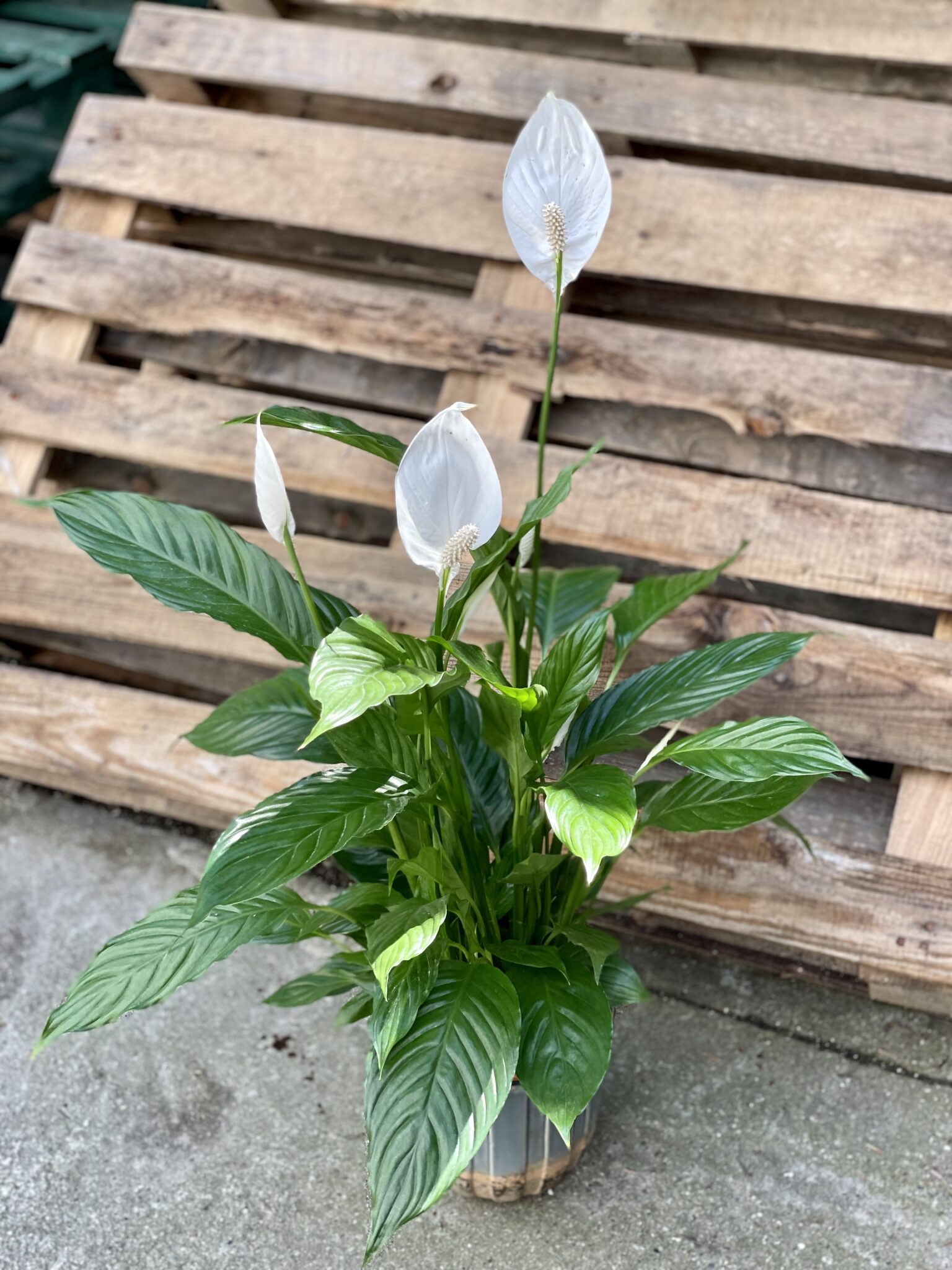 Spathiphyllum Vivaldi (Skrzydłokwiat) - Jungle Boogie