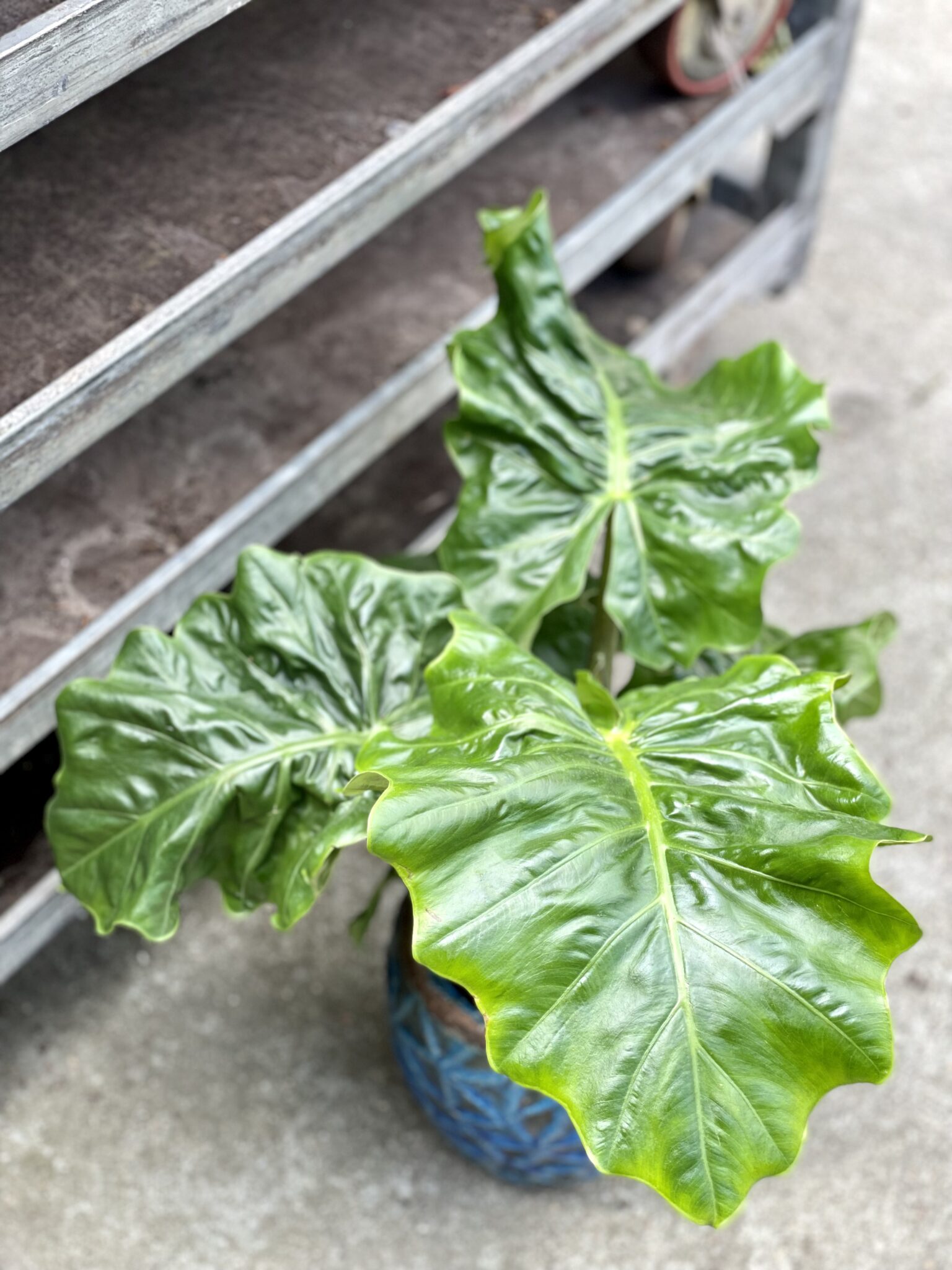 Alocasia Low Rider Care