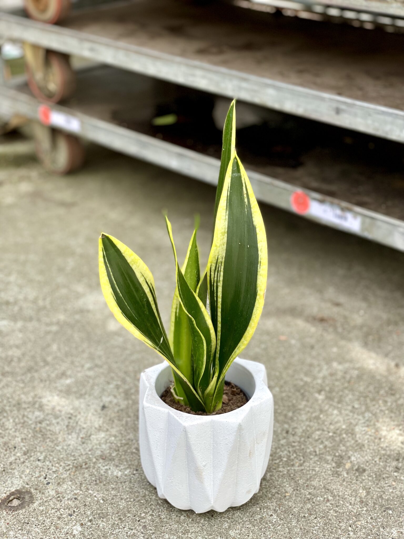 2. The Dark Jewel: Sansevieria Black And Gold