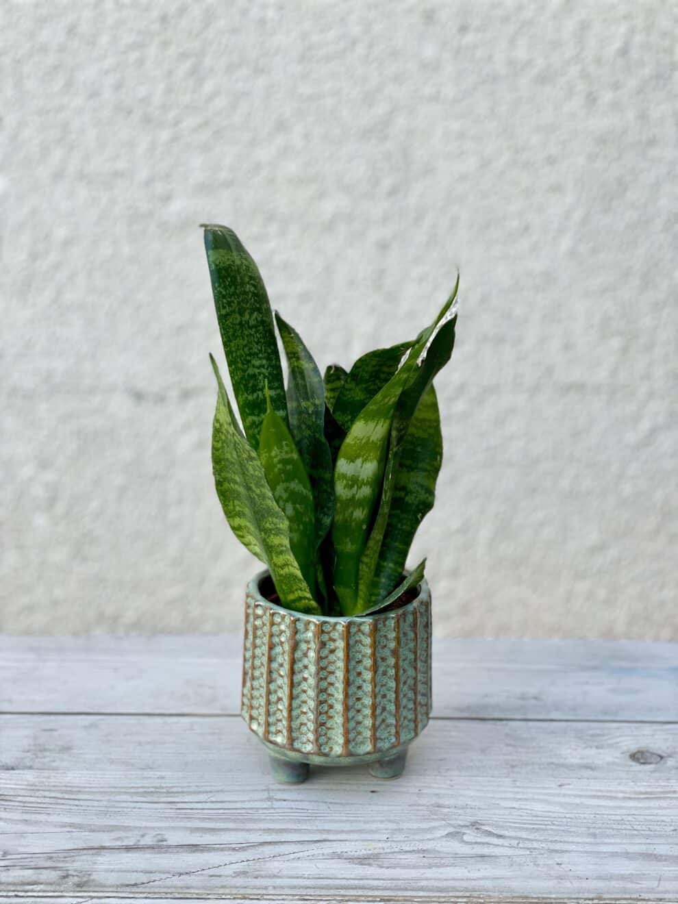 sansevieria-zeylanica-jungle-boogie